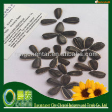 Hot Sell Round shape Striped Sunflower Seed